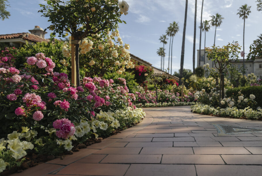 Garden path lined with pink and cream roses, with palm trees and a blue sky in the background.