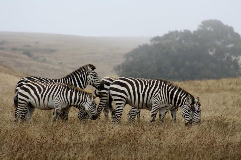 Hearst Castle Zebras