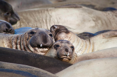 Elephant Seals