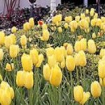 Tulips in the Hearst Castle Garden
